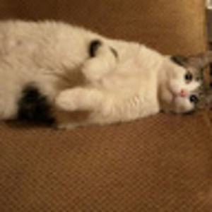 Meet your Posher, Nancy